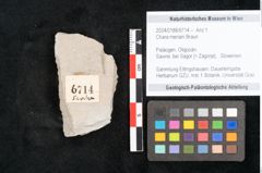 Foto (Objekt + Etikett) von Chara meriani Braun (NHMW-GEO-2024-0188-6714)